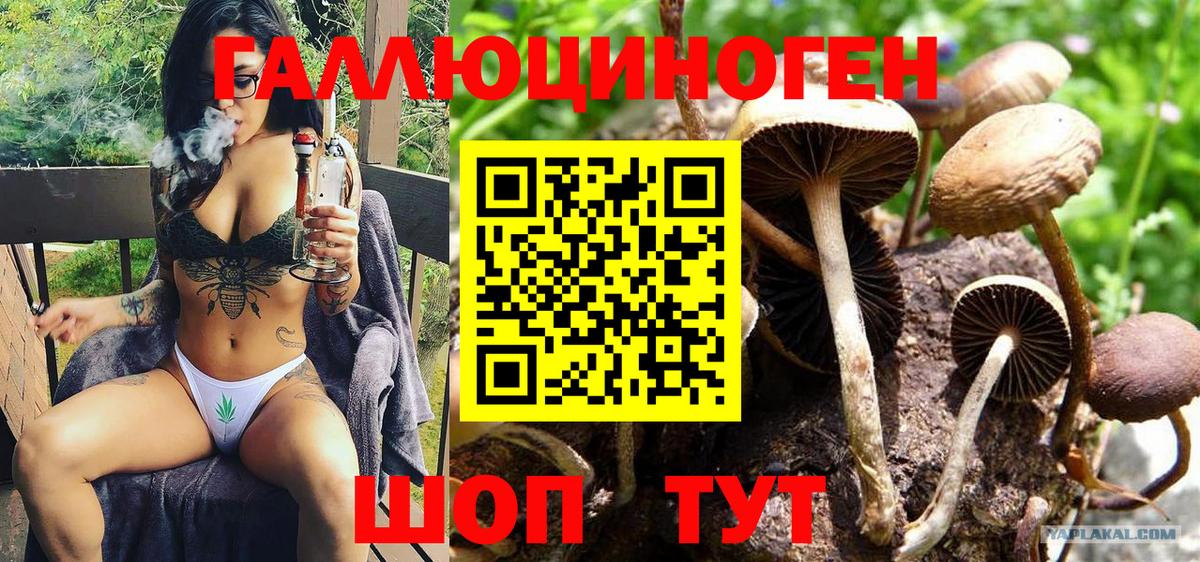 Псилоцибиновые грибы Psilocybe Севастополь